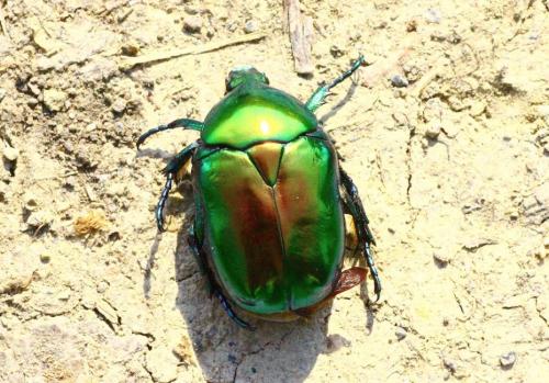 Cetonischema speciosissima